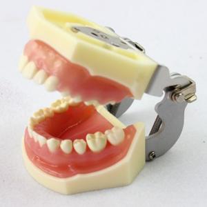 歯科用模型・歯科実習用模型